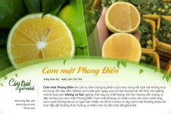 Cam Mật Phong Điền