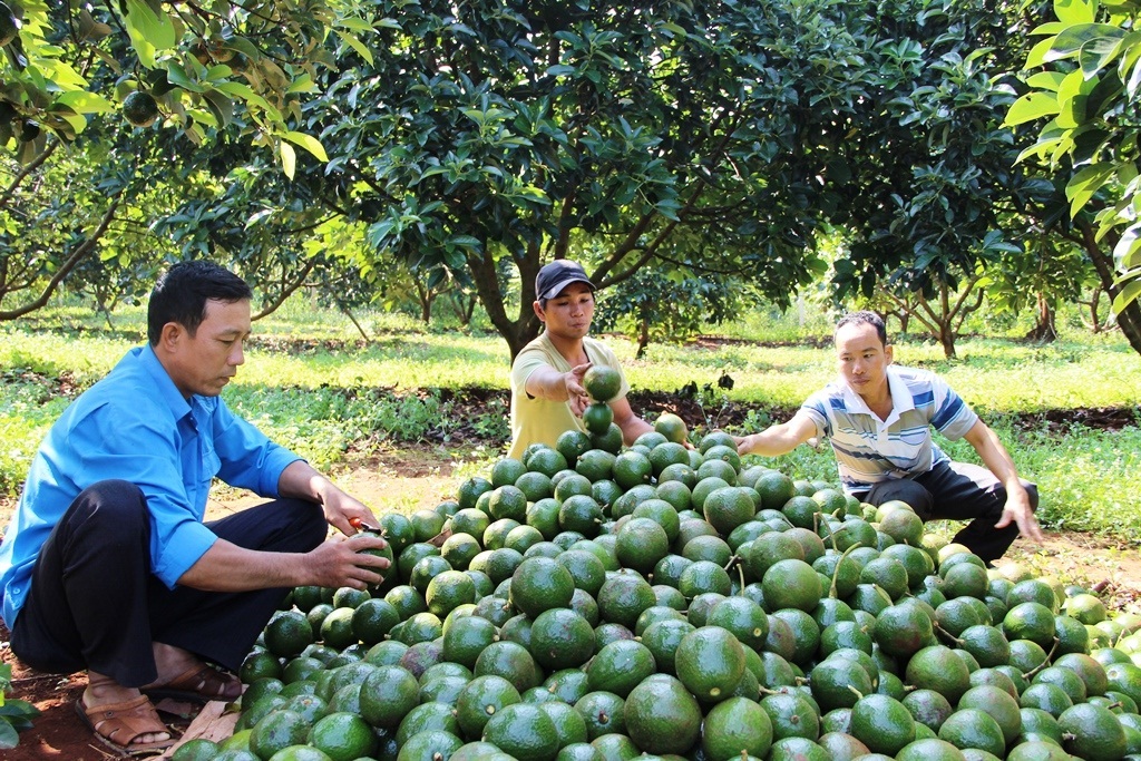 bơ đắc lắc xuất khẩu