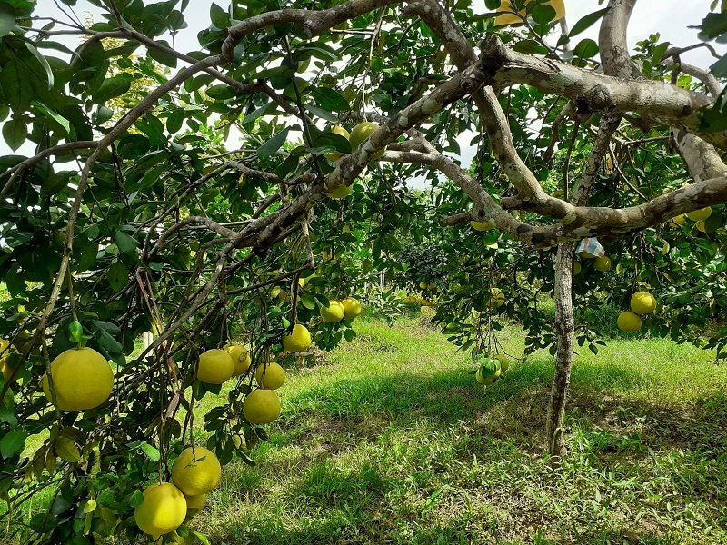 Bưởi Phúc Trạch Hà Tĩnh