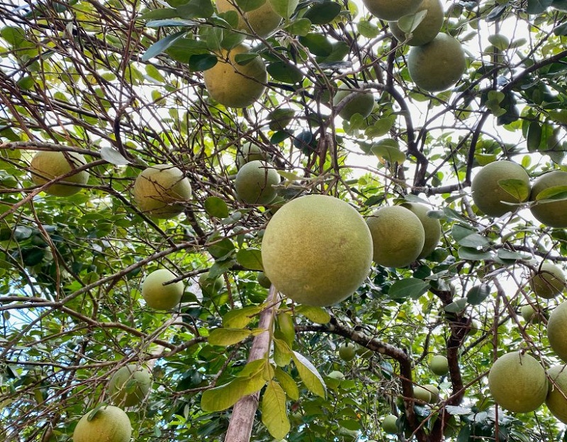 Bưởi Thanh Trà Huế