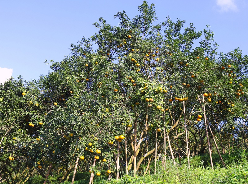 Cam bù Hương Sơn