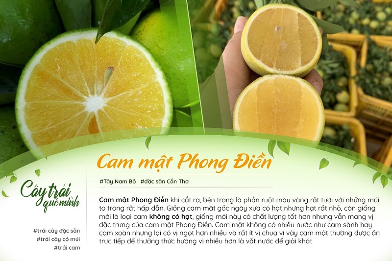 Cam mật Phong Điền