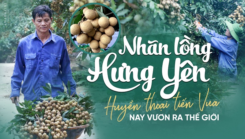 Nhãn lồng Hưng Yên