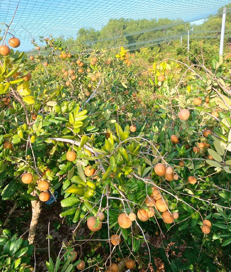 Nhãn xuồng cơm vàng Bà Rịa Vũng Tàu