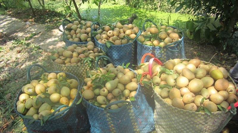 sa po chê mặc bắc