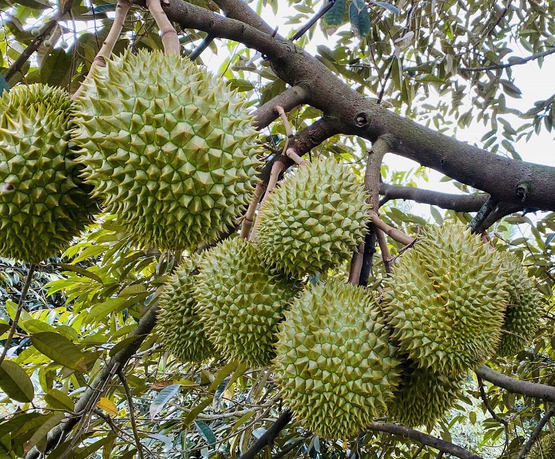 Sầu riêng Ngũ Hiệp Tiền Giang